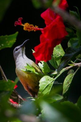Copper-throated Sunbird (female)