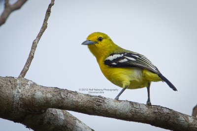 Common Iora
