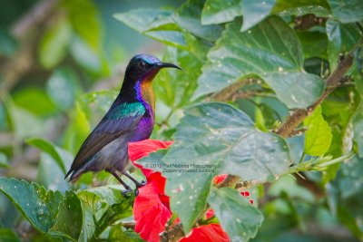 Copper-throated Sunbird