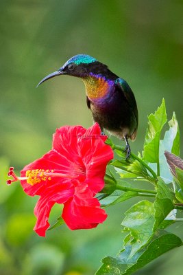 Copper-throated Sunbird