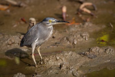 Birds of Puerto Princesa, Palawan (Jan. 2012)