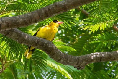 Black-naped Oriole