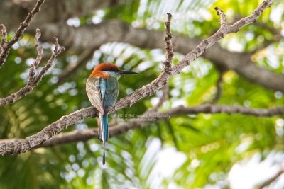 Blue-throated Bee Eater