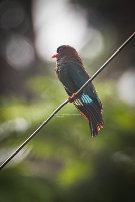Dollarbird