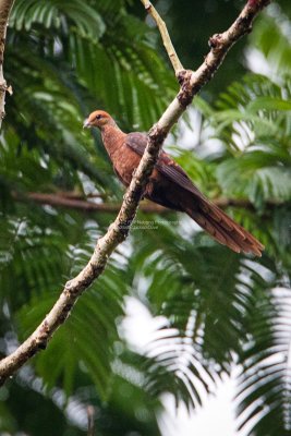 Reddish Cuckoo-dove