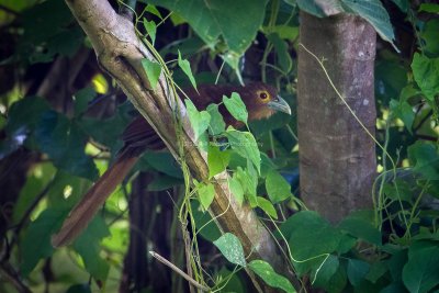 Birds of Subic 