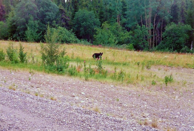 Black bear on the Haines Highway