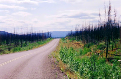 Burned spruce forest on the Klondike Highway