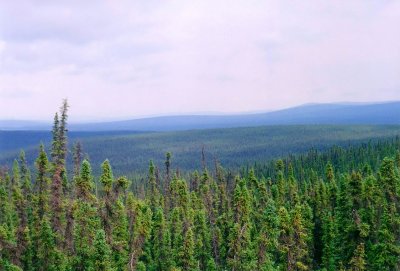 Looking north through endless boreal forest from Top of the World Highway