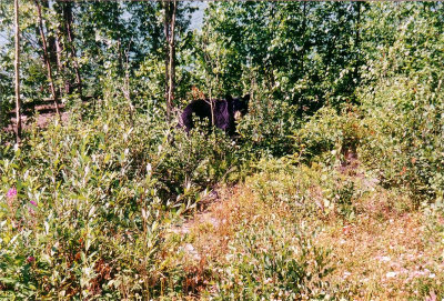 Black bear on Yellowhead Highway