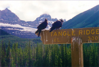 Ravens at Tangle Ridge