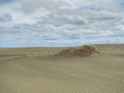 Port Waikato sand dunes
