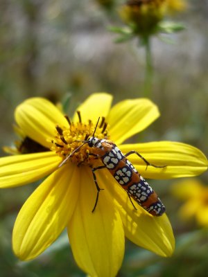 webworm moth