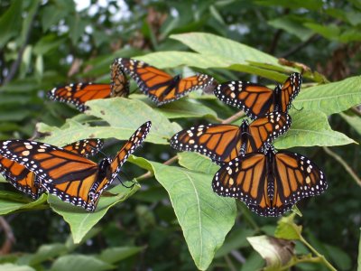 lotsa monarchs!