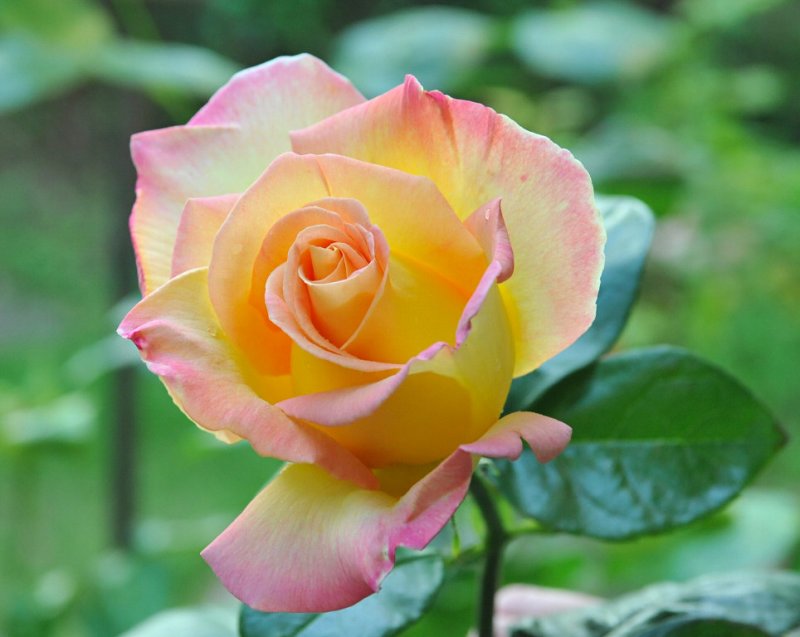 Rose b147.jpg
