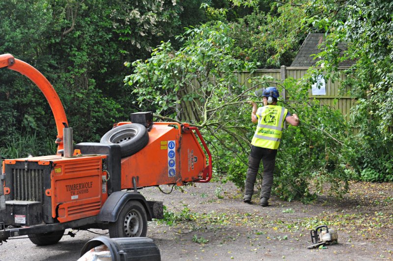 TreeSurgery280612_ 06.jpg