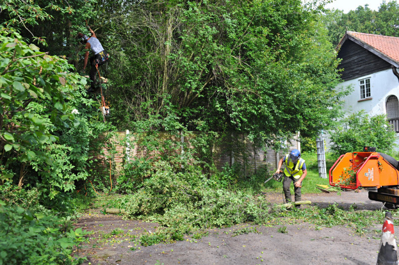 TreeSurgery280612_ 14.jpg