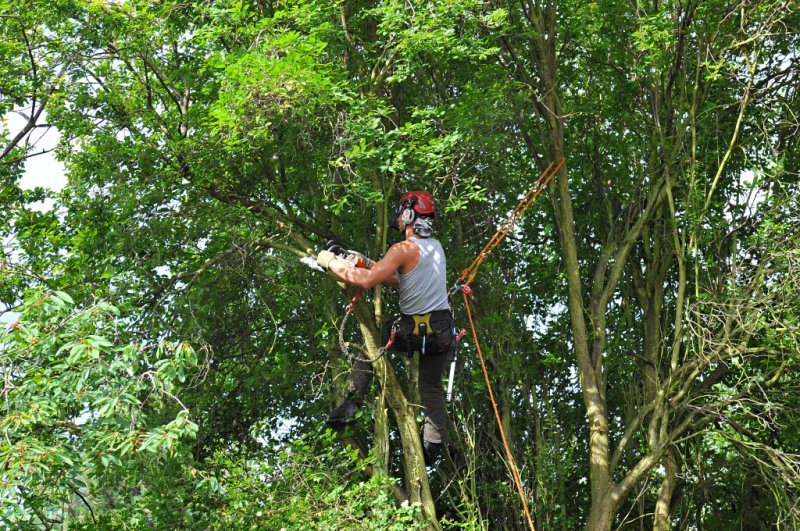TreeSurgery280612_ 16.jpg