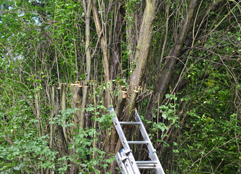 TreeSurgery280612_ 45.jpg