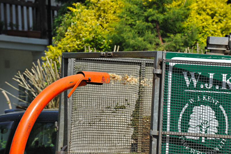 TreeSurgery280612_ 53.jpg