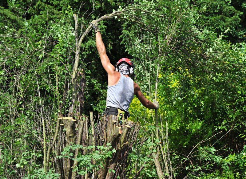 TreeSurgery280612_ 57.jpg