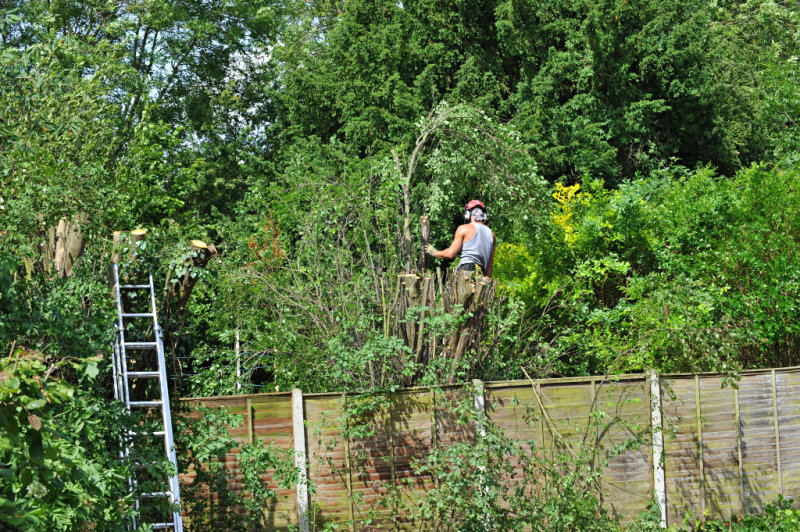 TreeSurgery280612_ 58.jpg