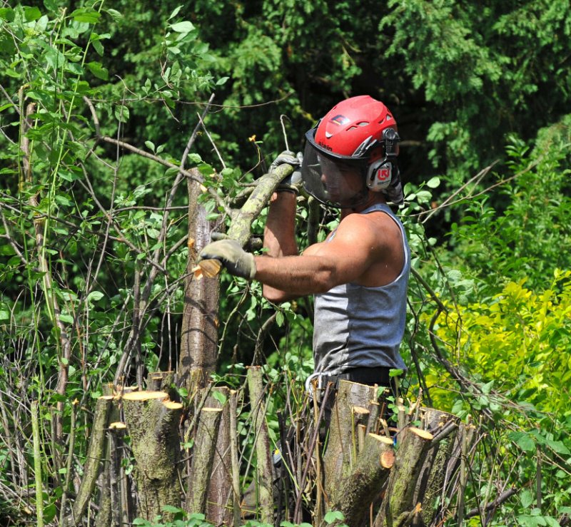 TreeSurgery280612_ 59.jpg