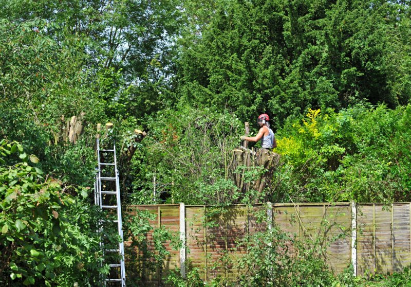 TreeSurgery280612_ 60.jpg