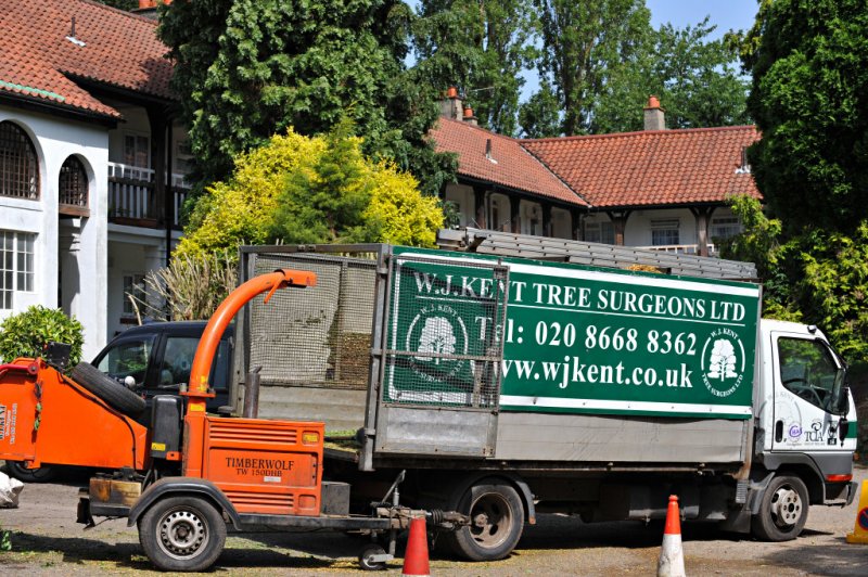 TreeSurgery280612_ 61.jpg