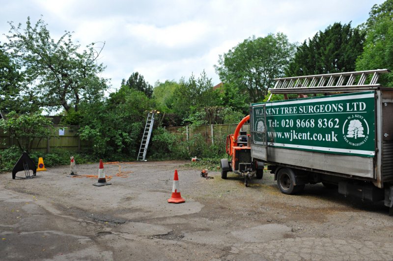 TreeSurgery280612_ 80.jpg