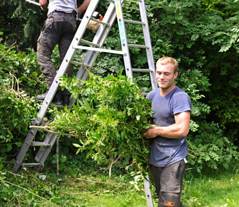 TreeSurgery280612_ 84.jpg