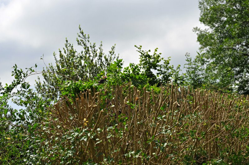 TreeSurgery280612_ 88.jpg