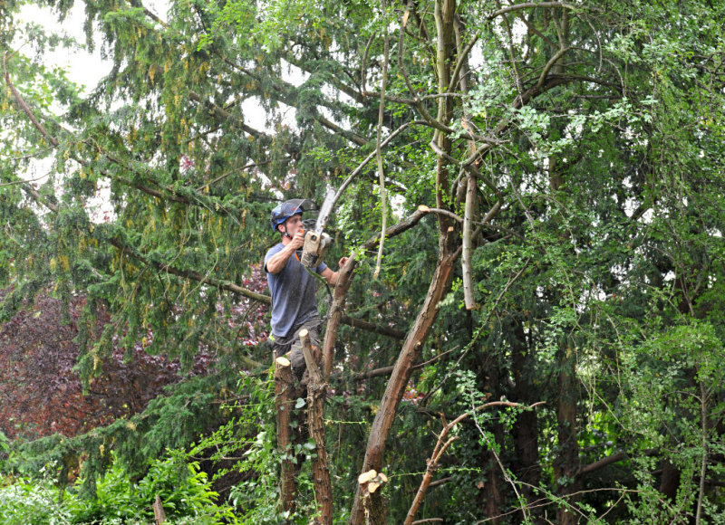 TreeSurgery280612_ 96.jpg