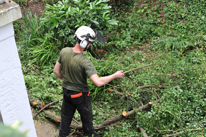 TreeSurgery280612_ 97.jpg
