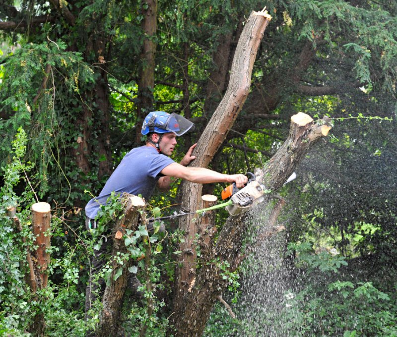 TreeSurgery280612_ b104.jpg