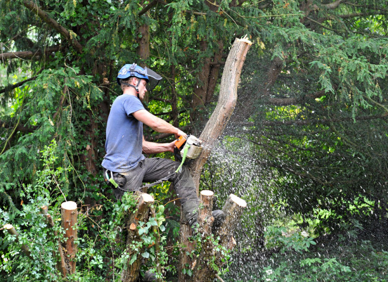 TreeSurgery280612_ b106.jpg