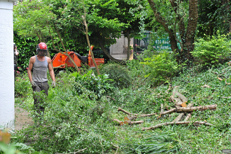 TreeSurgery280612_ b113.jpg