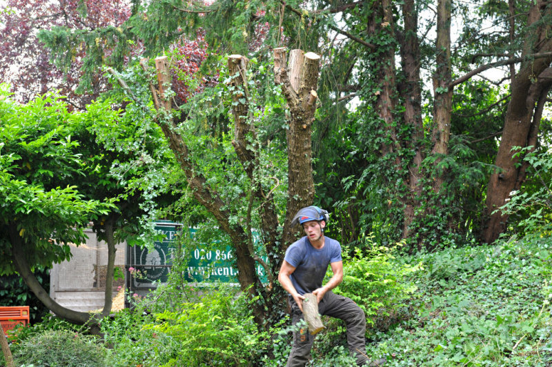 TreeSurgery280612_ b115.jpg