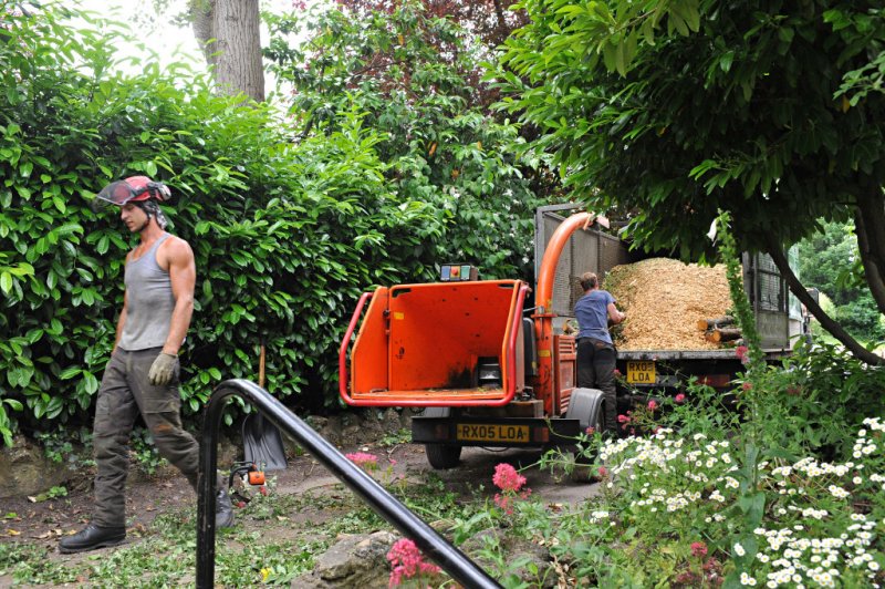 TreeSurgery280612_ b118.jpg