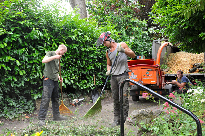 TreeSurgery280612_ b119.jpg