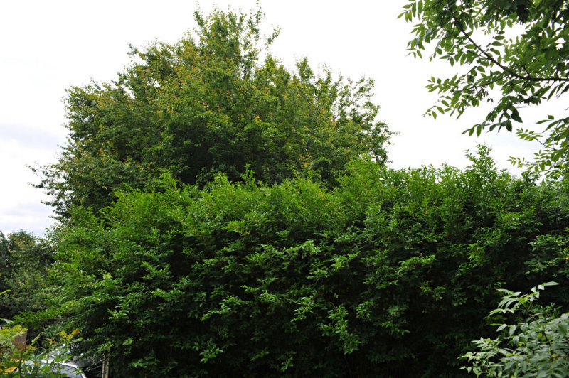 TreeSurgery280612_ b121.jpg