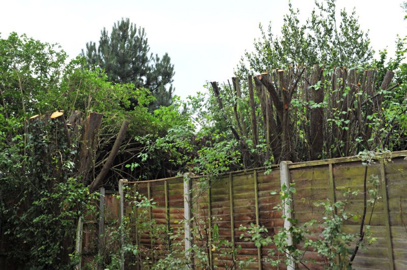 TreeSurgery280612_ b130.jpg