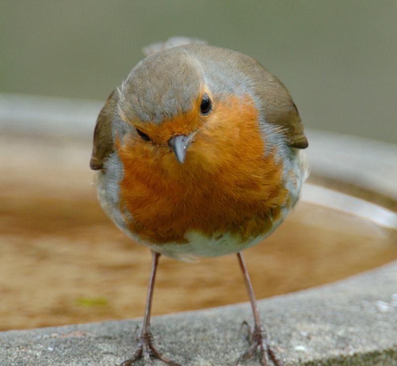 Robin 15.jpg