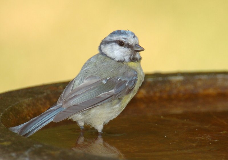 Bluetit 42.jpg