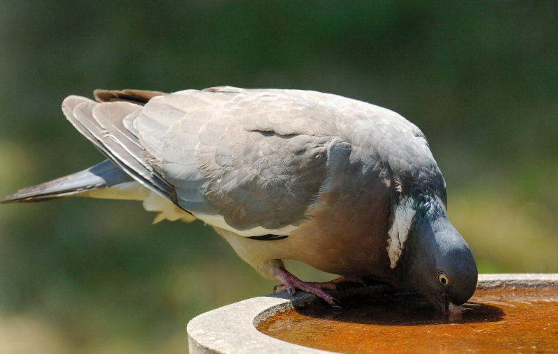 Woodpigeon 12.jpg