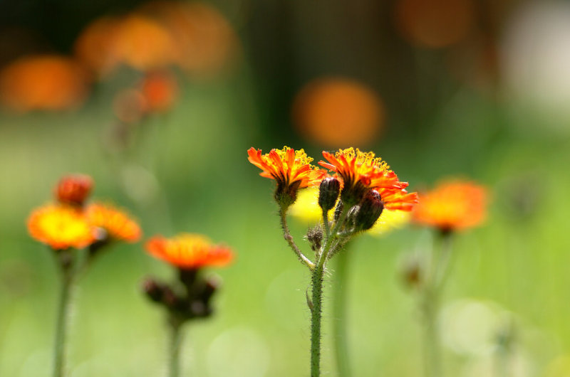 Hawkweed 09.jpg