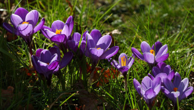 Crocus 08.jpg