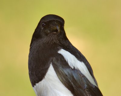 Magpie 03.jpg