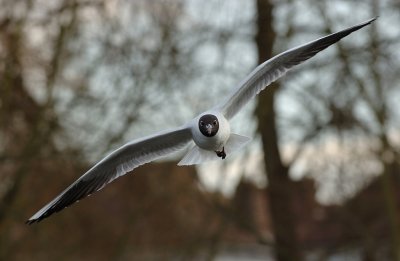 Gulls 10.jpg