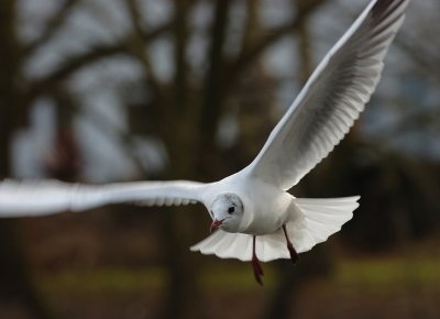 Gulls 15.jpg